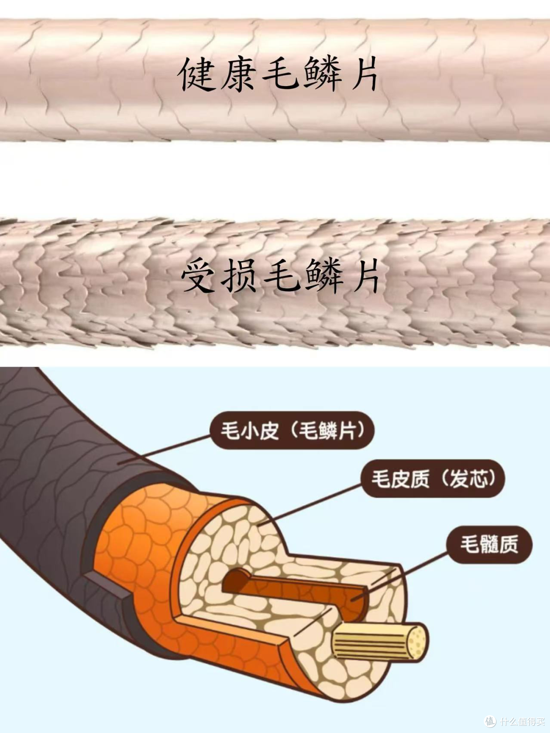 “性价比卷王”博锐高速吹风机到底好不好用,详细测评来了!