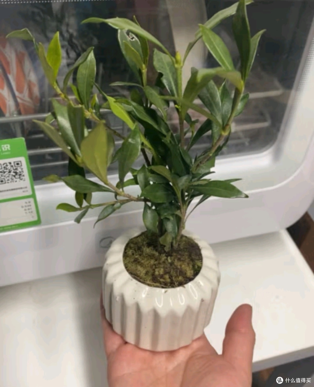 八芽小叶栀子花盆栽:室内桌面绿植新宠🌿