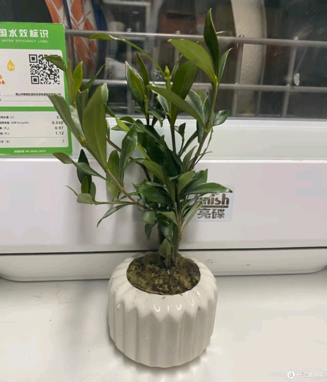 八芽小叶栀子花盆栽:室内桌面绿植新宠🌿