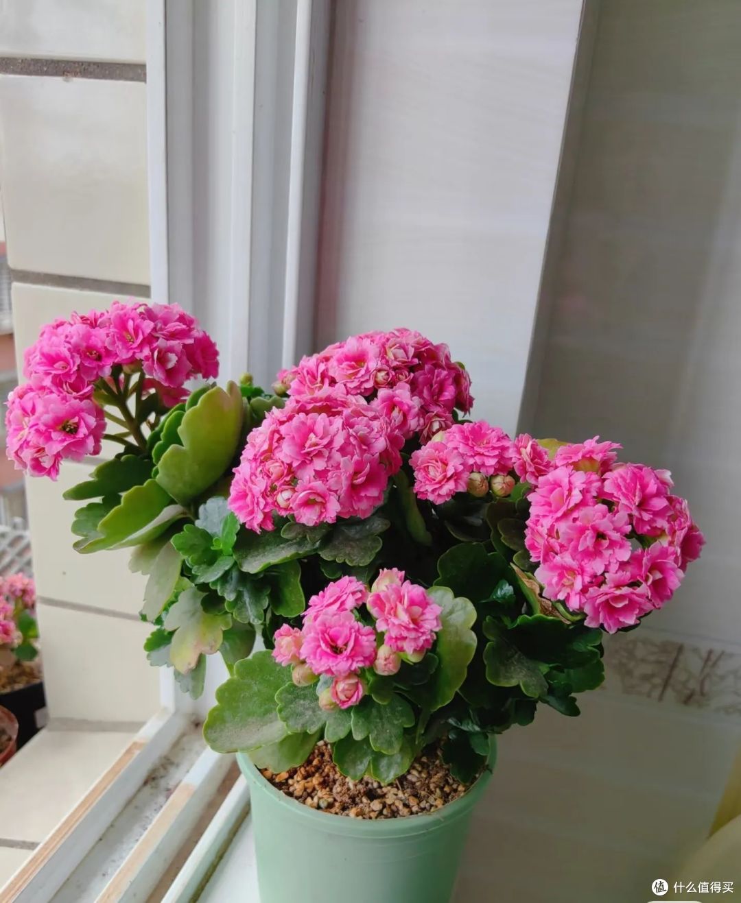 这6种“好看花”,春天放在散光处才能好开花,晒多就变蔫