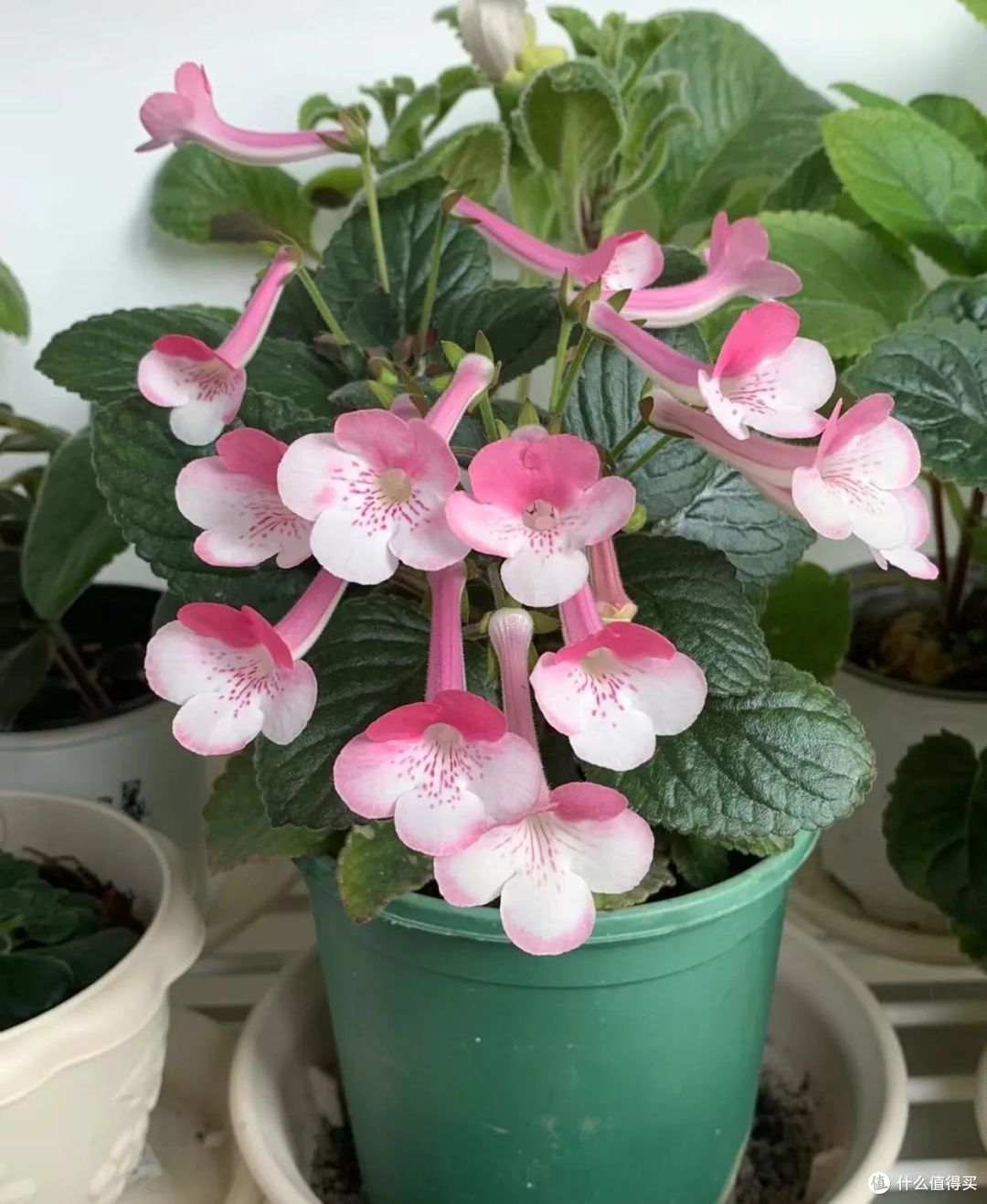 这6种“好看花”,春天放在散光处才能好开花,晒多就变蔫