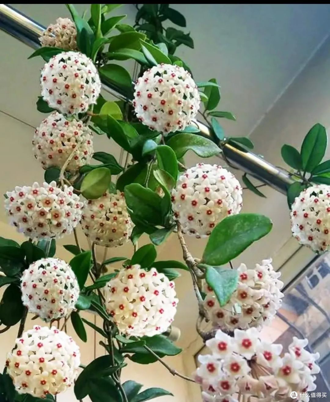 这6种“好看花”,春天放在散光处才能好开花,晒多就变蔫