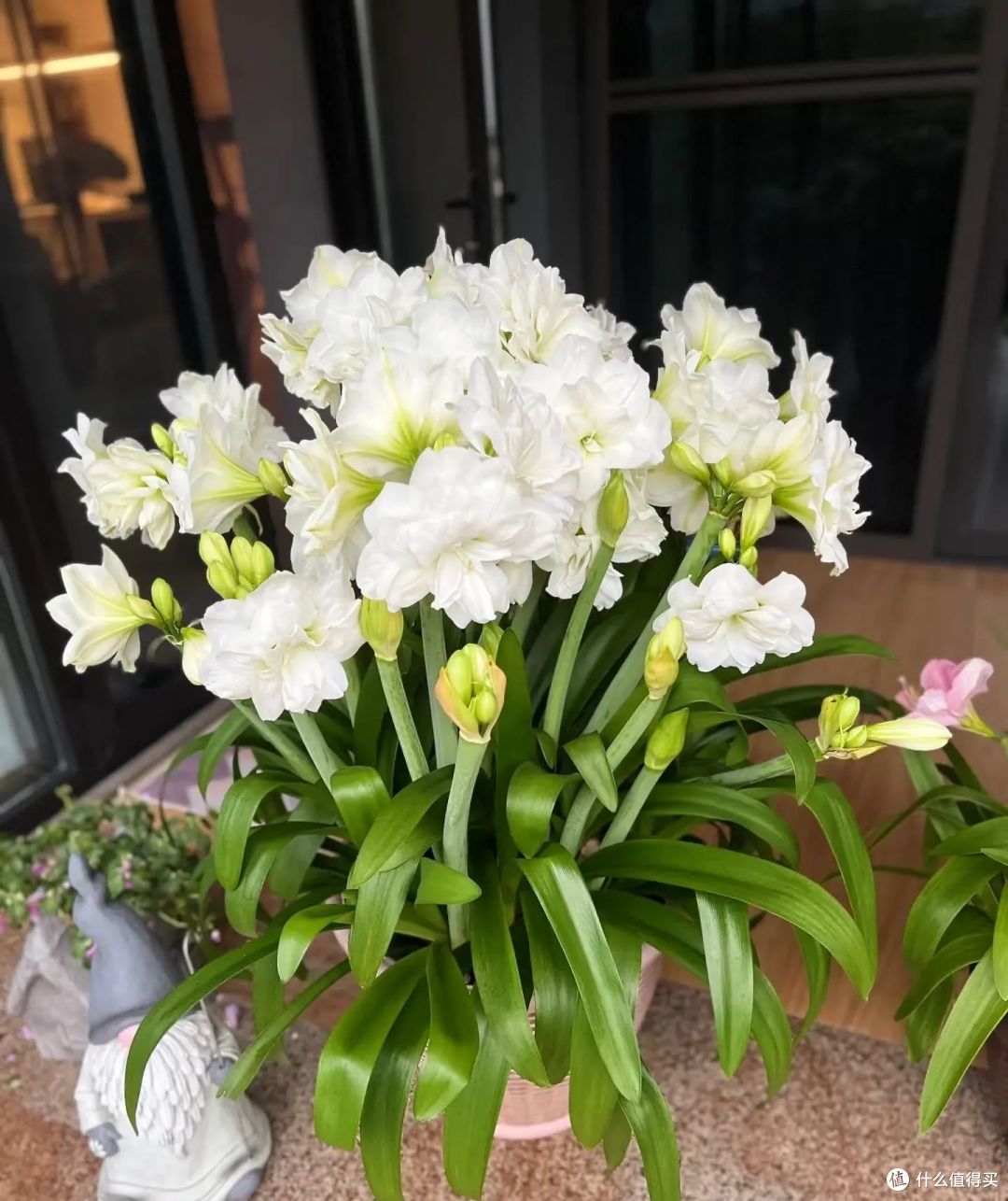 这6种“好看花”,春天放在散光处才能好开花,晒多就变蔫
