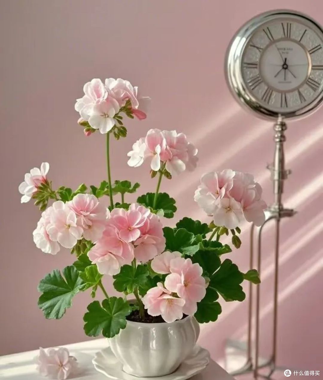 这6种“好看花”,春天放在散光处才能好开花,晒多就变蔫