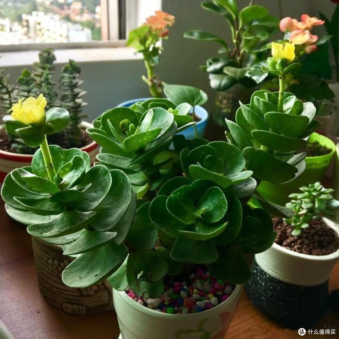 春日种花宝典,打造浪漫花境