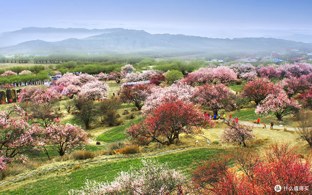 2025年林芝桃花节赏花指南,快来林芝看桃花吧
