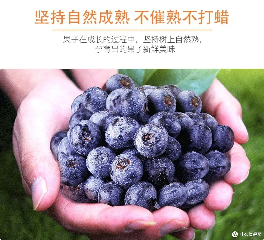云南蓝莓:高原上的蓝色珍果