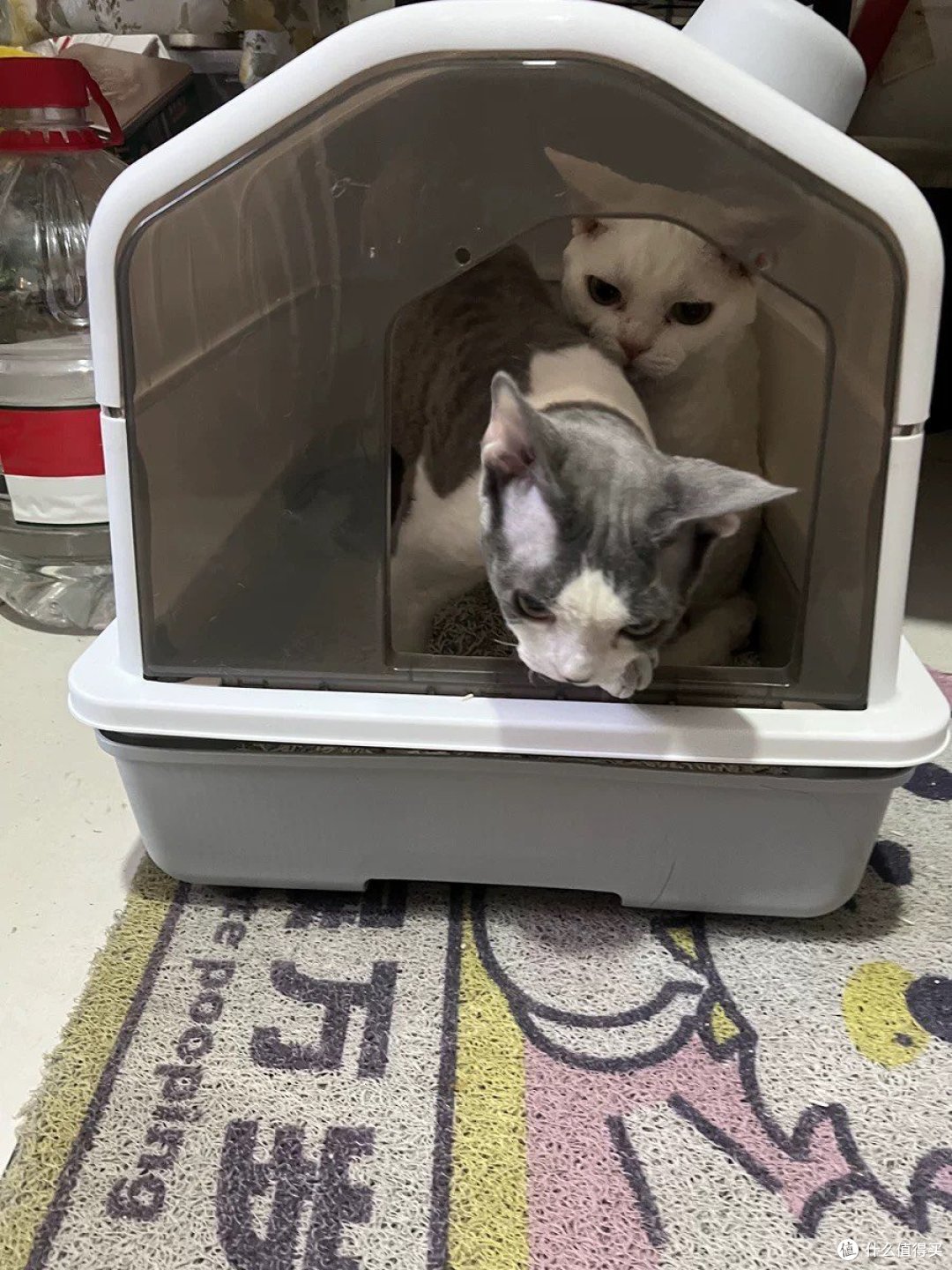 铲屎官必知!优质猫砂盆全解析