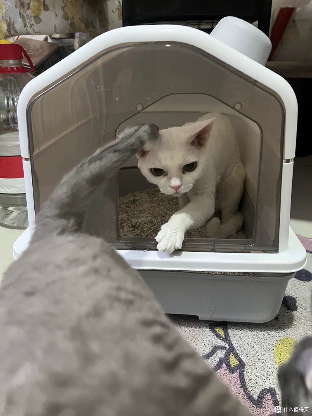 铲屎官必知!优质猫砂盆全解析