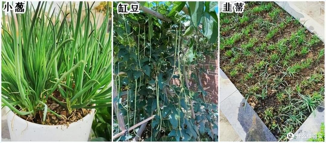 张馨予的院子又火了,仅凭一个菜园子就圈粉千万,网友:真接地气