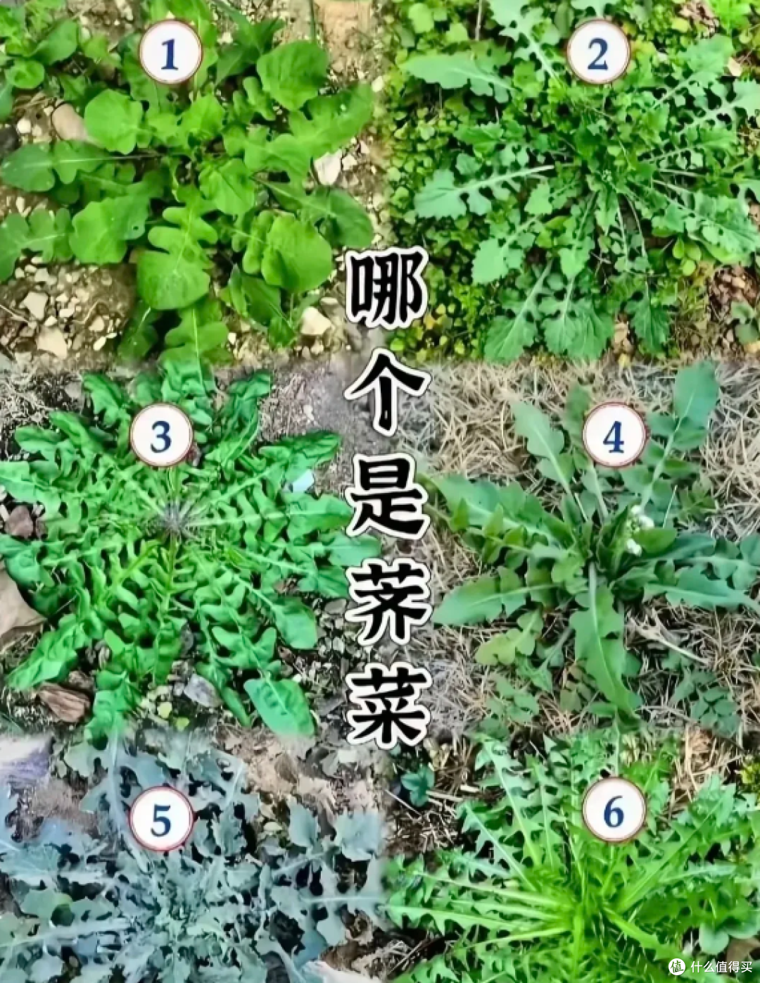 上海打野好去处，春天的第一顿野菜