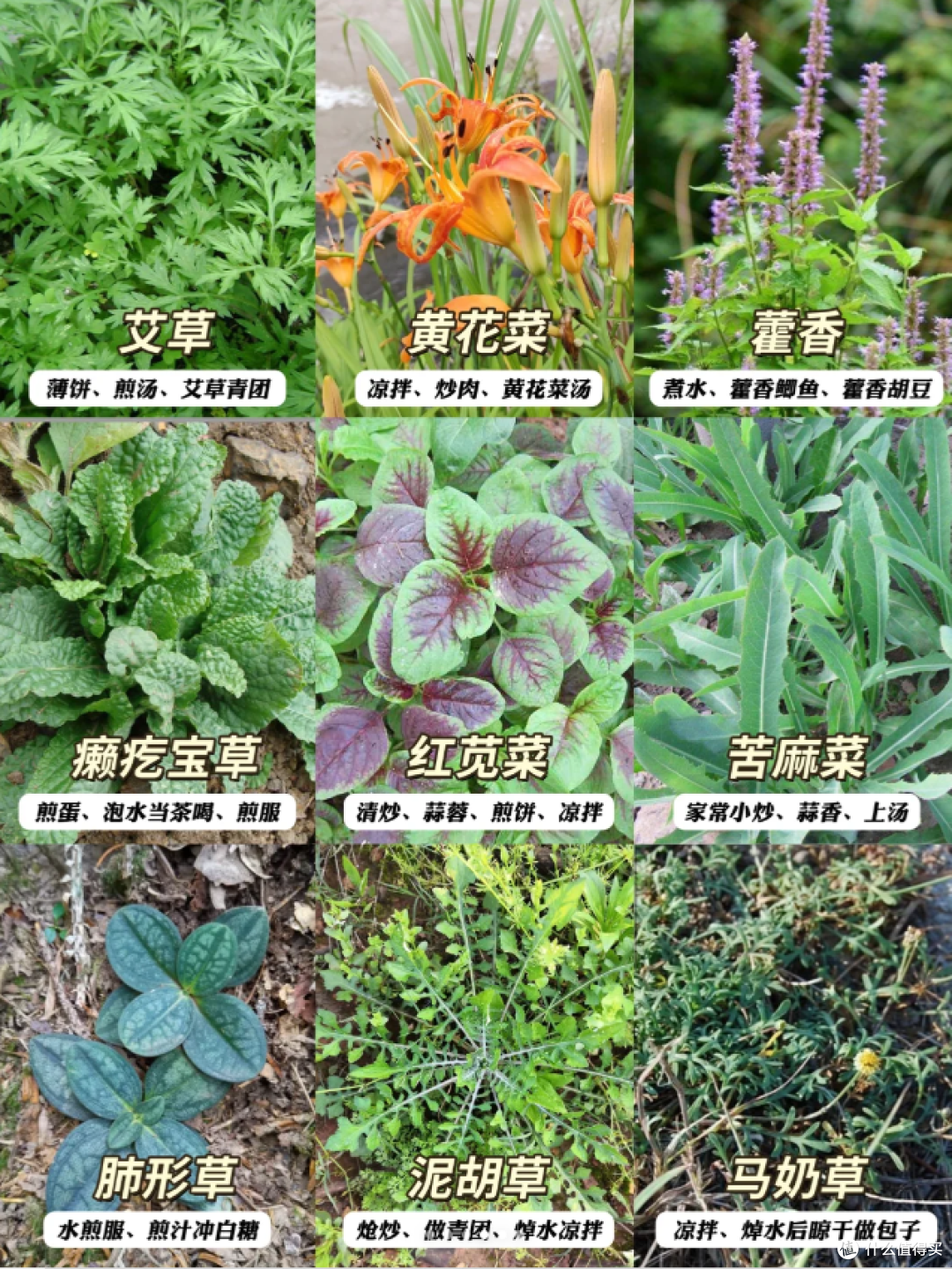 上海打野好去处,春天的第一顿野菜