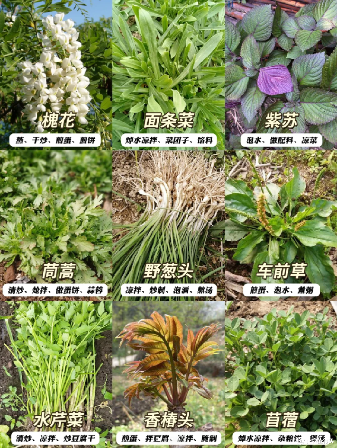 上海打野好去处,春天的第一顿野菜