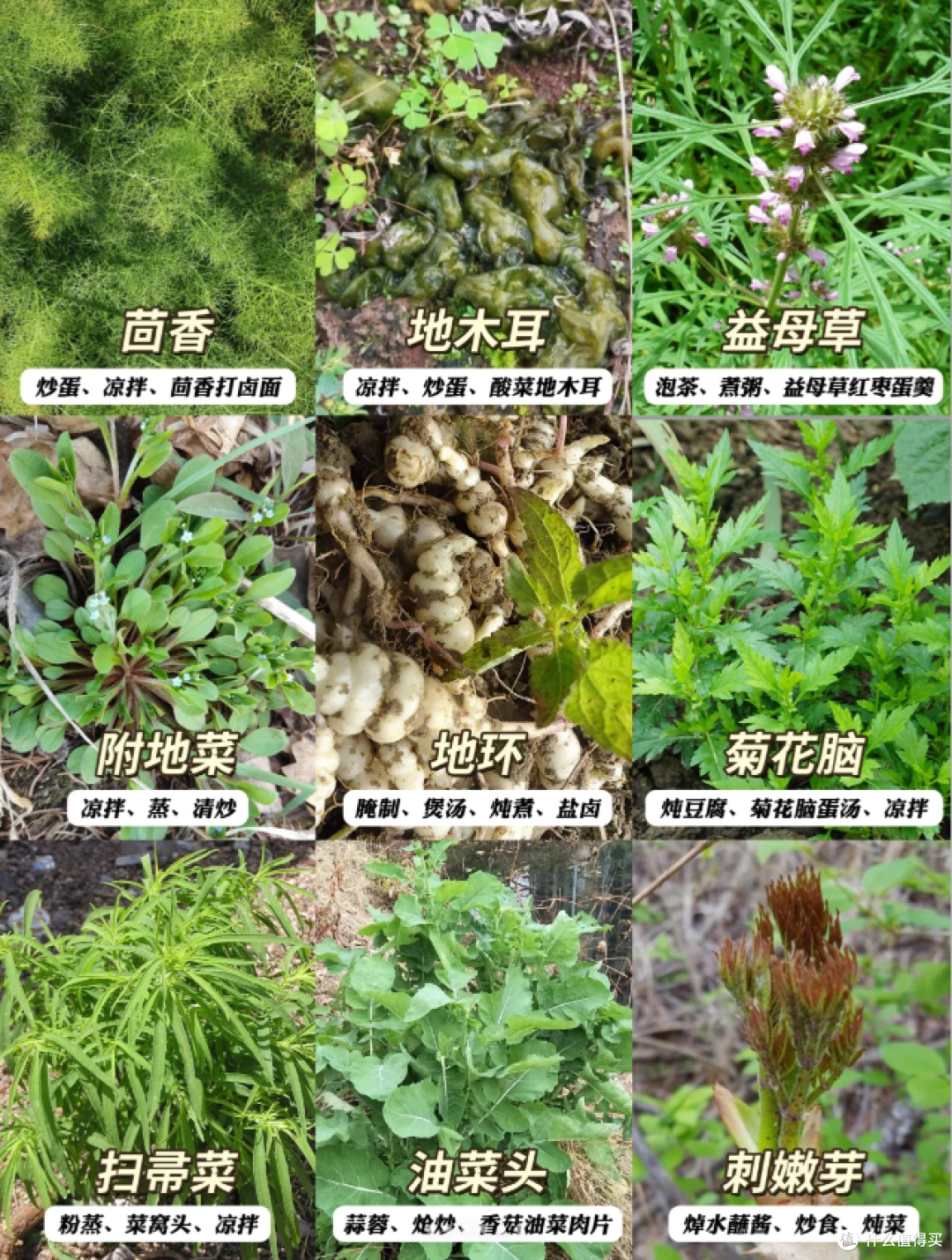 上海打野好去处,春天的第一顿野菜