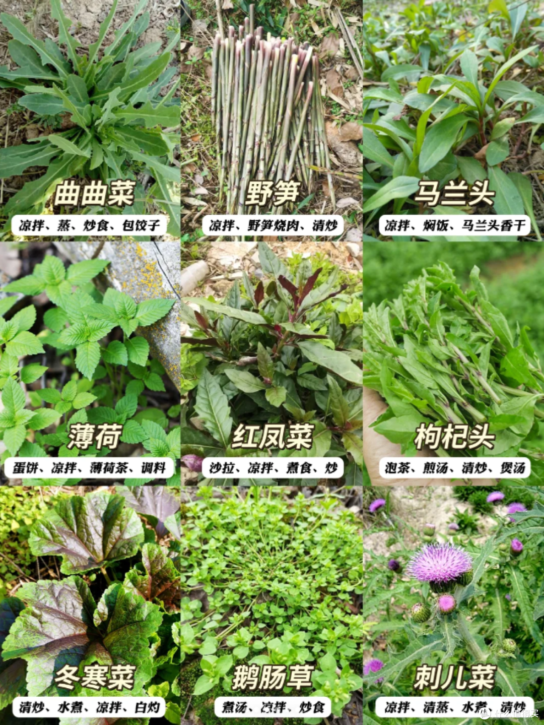 上海打野好去处,春天的第一顿野菜