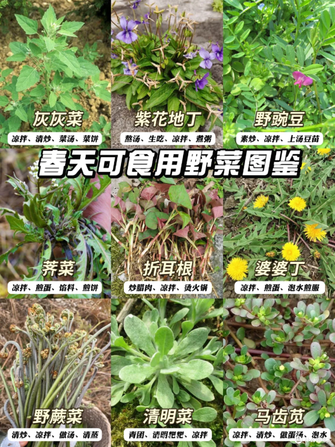 上海打野好去处,春天的第一顿野菜