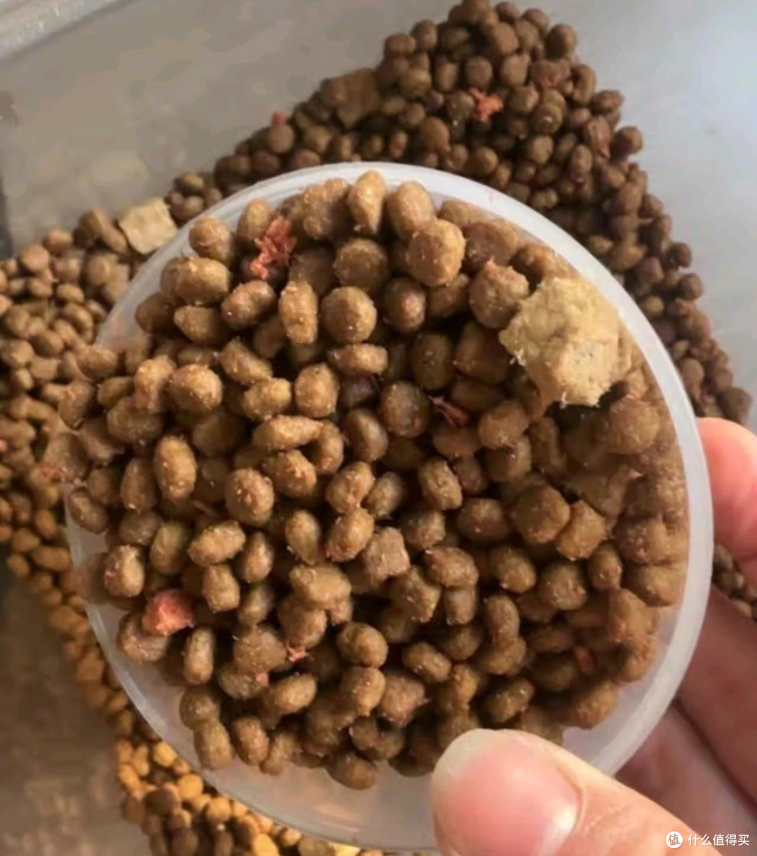说说那些你给猫主子买了,又很鸡肋的东西!
