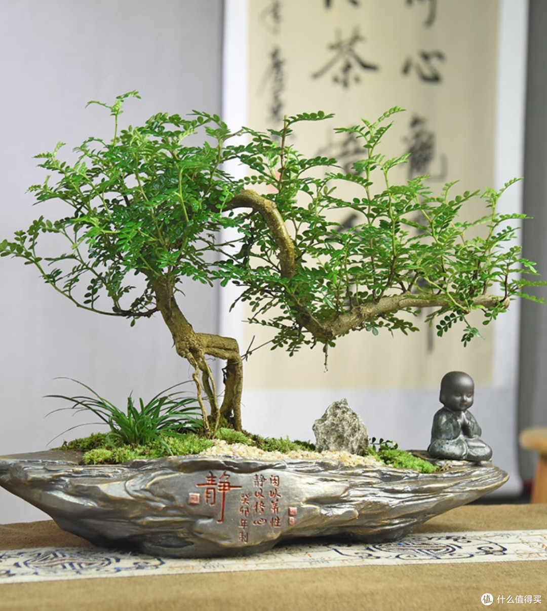  静山飘枝胡椒木：一株植物，一方禅意