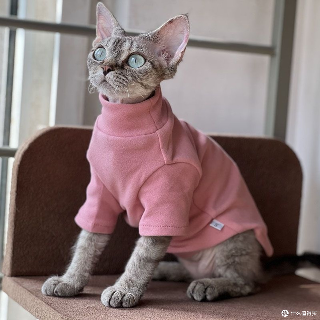 说说那些你给猫主子买了,又很鸡肋的东西!