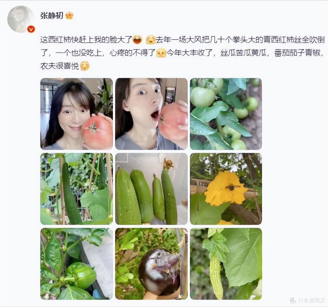 44岁张静初的“豪宅”火了,养花种菜,自给自足,一看就不是摆拍