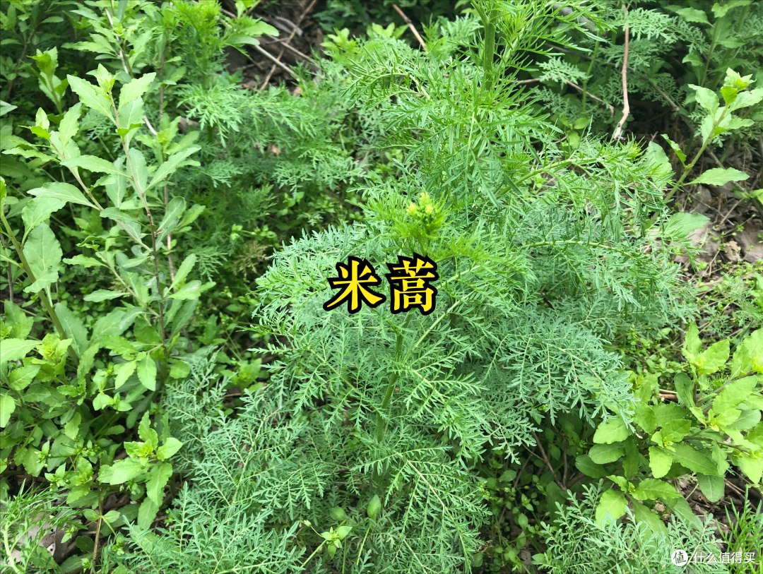 踏青挖野菜,20种常见的野菜图鉴,看看都认识不