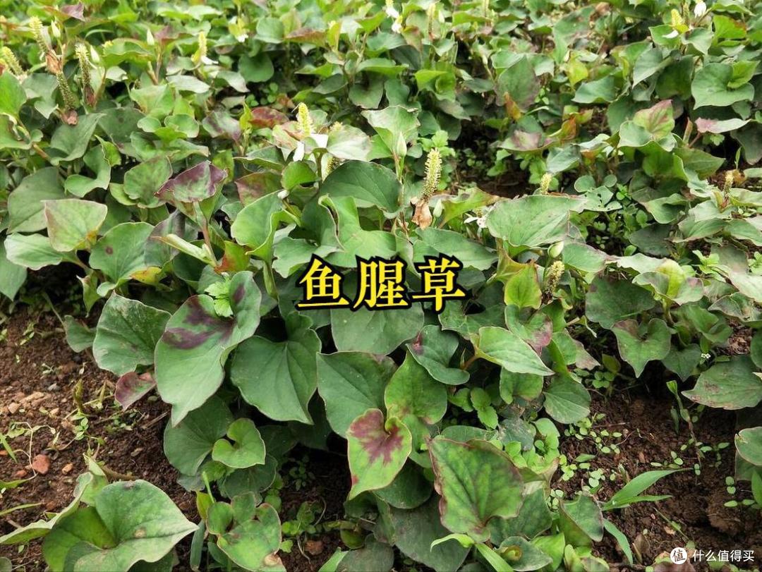 踏青挖野菜,20种常见的野菜图鉴,看看都认识不