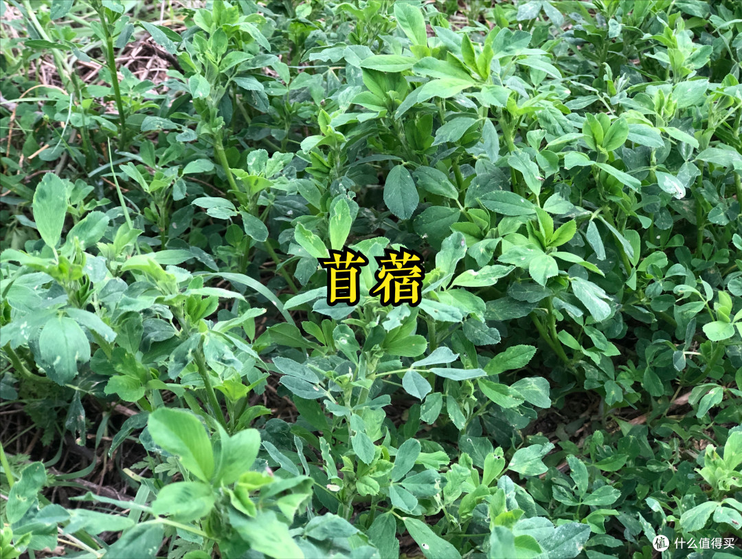 踏青挖野菜,20种常见的野菜图鉴,看看都认识不