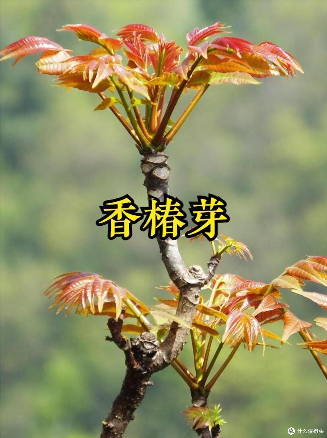 踏青挖野菜,20种常见的野菜图鉴,看看都认识不