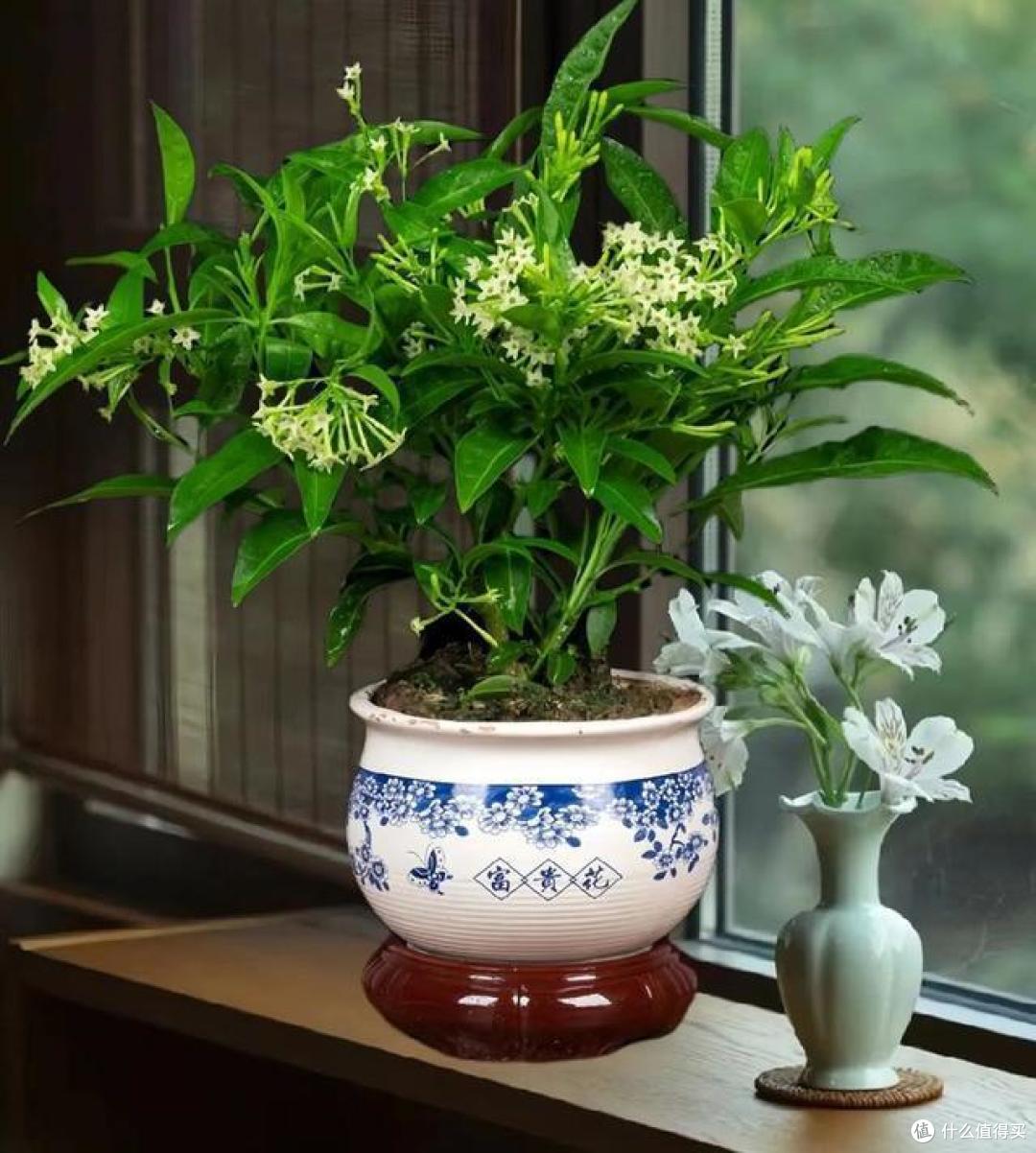 养花必备七大技巧,轻松打造你的小花园