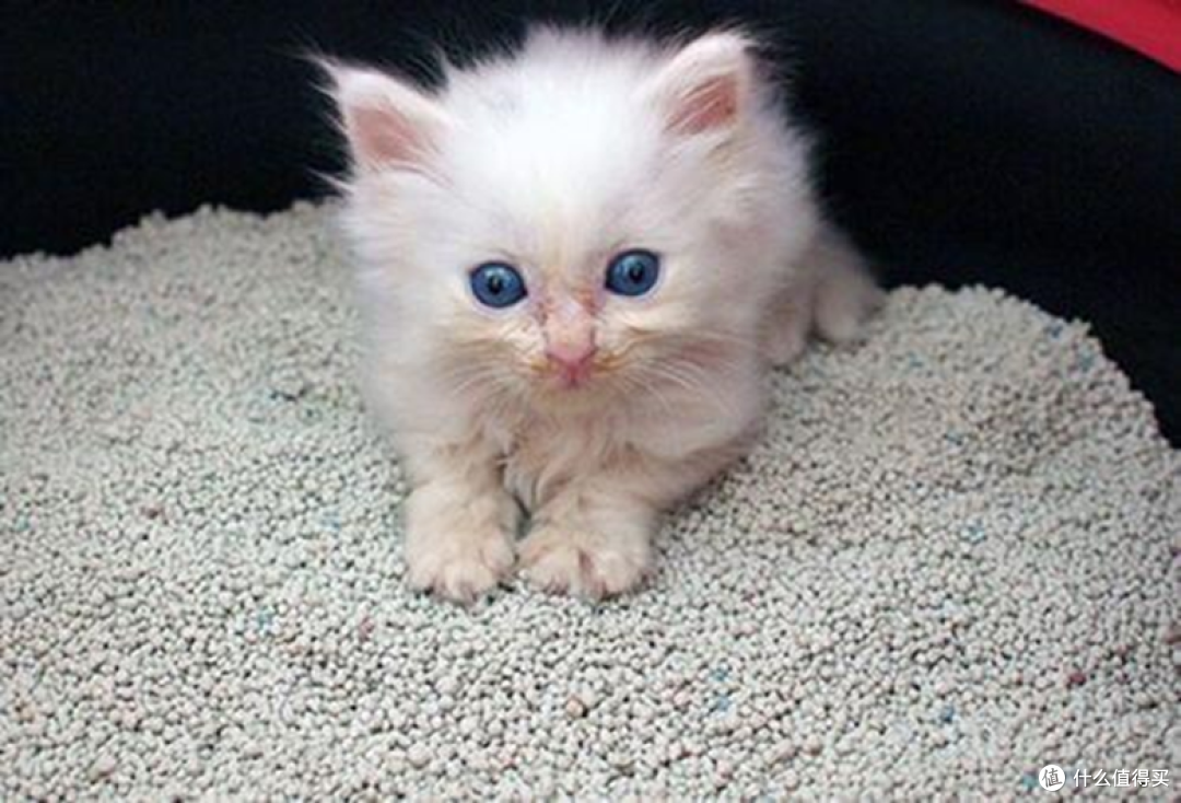 自动猫砂盆猫咪不用怎么办?你买的自动猫砂盆踩了多少这些坑?