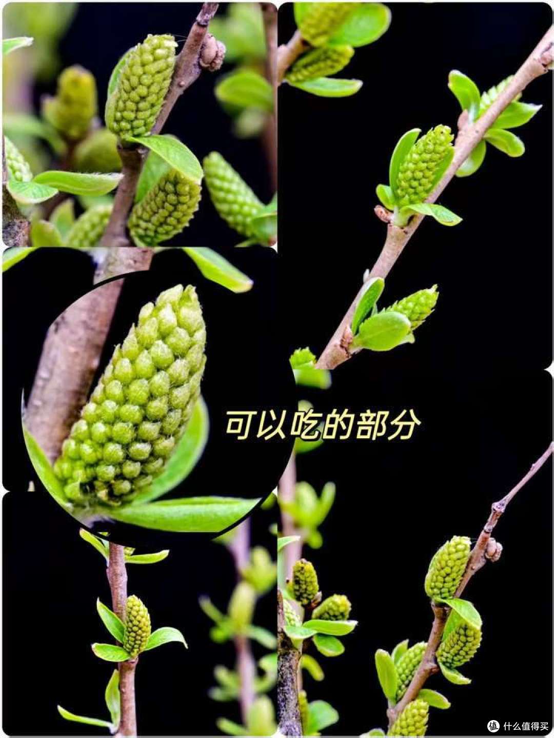 有没有一种野菜吃到后,让你仿佛发现了「新大陆」?