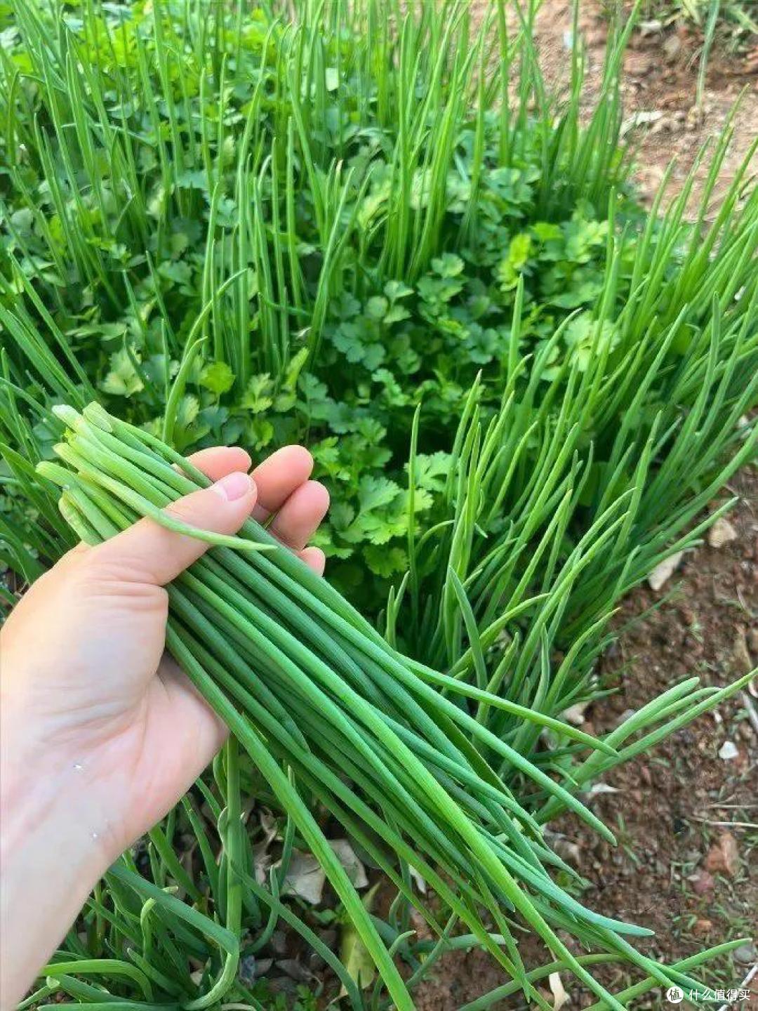 云南一婆婆的退休生活火了,不拖累儿女,一人耕耘,那叫一个治愈