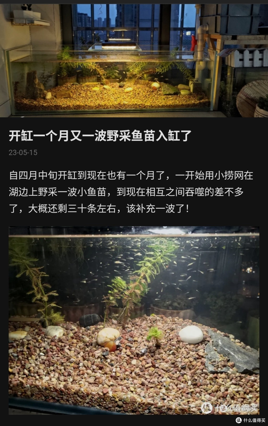 历时两年我的原生溪流缸近况