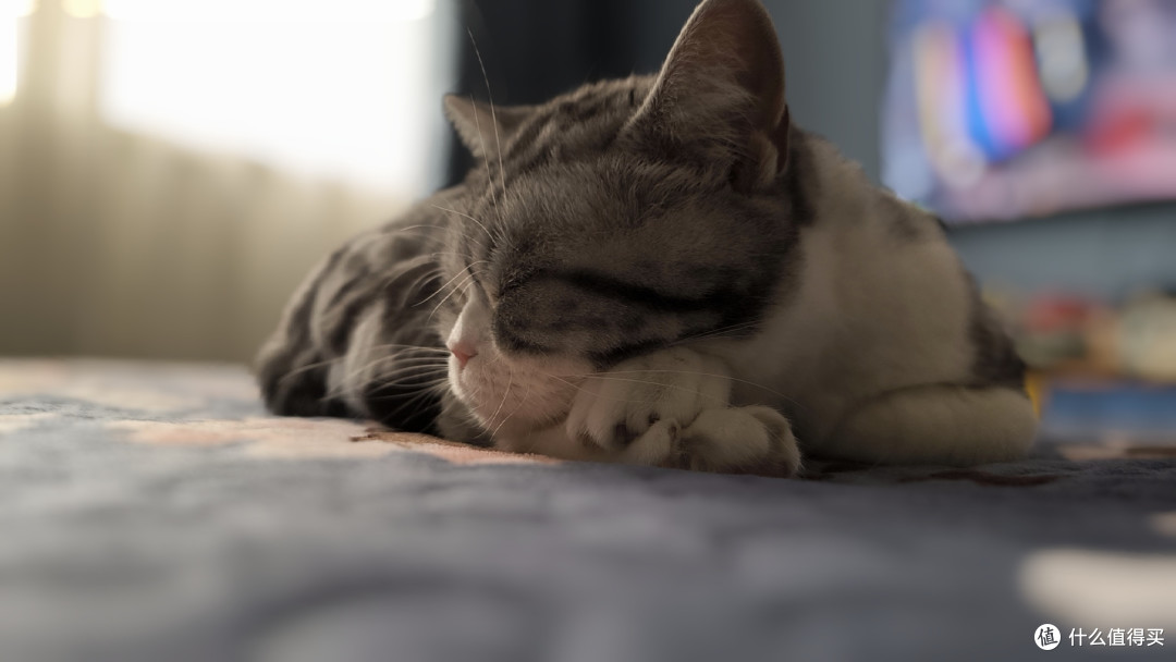 我不再是猫毛过敏的“牺牲者”了！洛卫家帮我成功抵御猫毛过敏