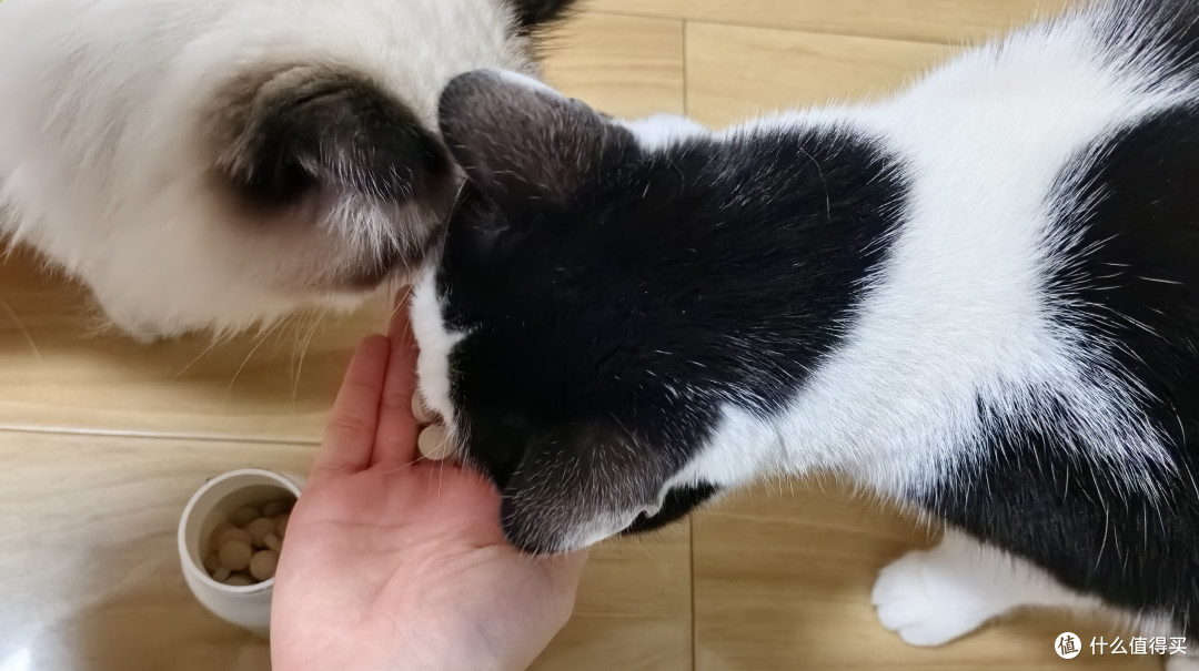 我不再是猫毛过敏的“牺牲者”了！洛卫家帮我成功抵御猫毛过敏