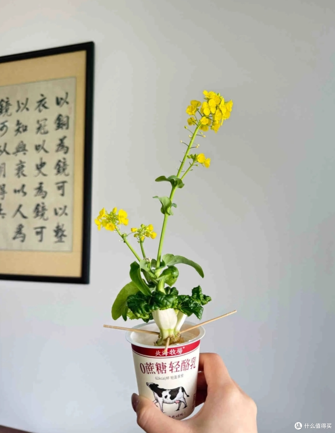 四川一位网友,把生姜养成“富贵竹”,太牛了,给大家瞧瞧