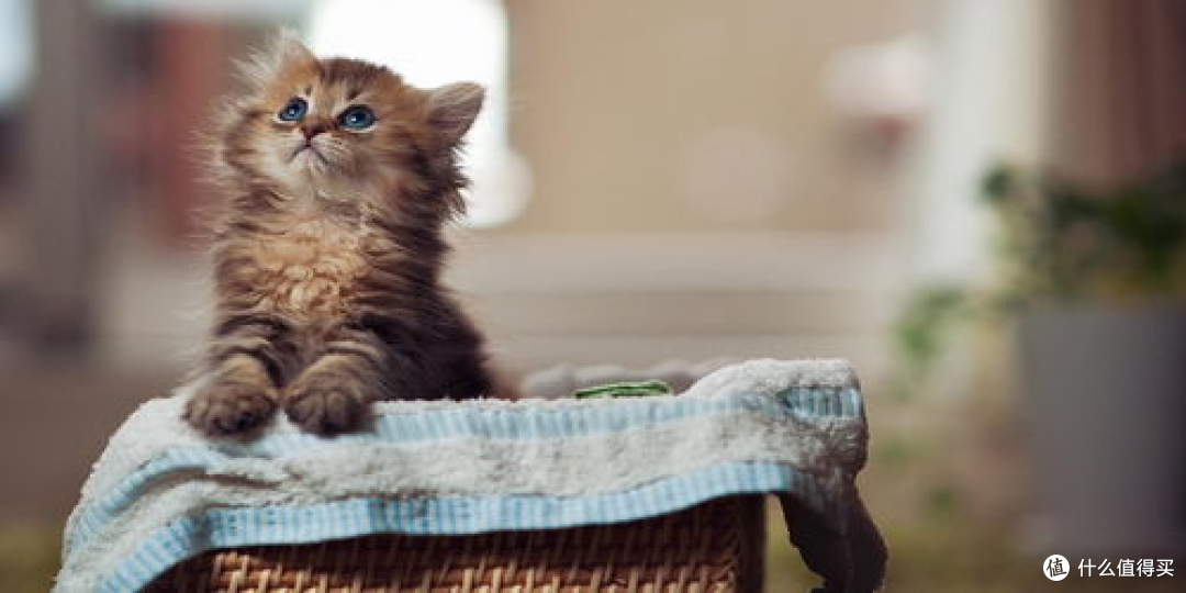 最好的自动猫砂盆怎么选？测评现在最热门的3款自动猫砂盆！