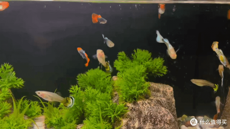 当贝智能鱼缸1Ultra测评，一周不换水、AI托管、懒人养鱼躺平指南