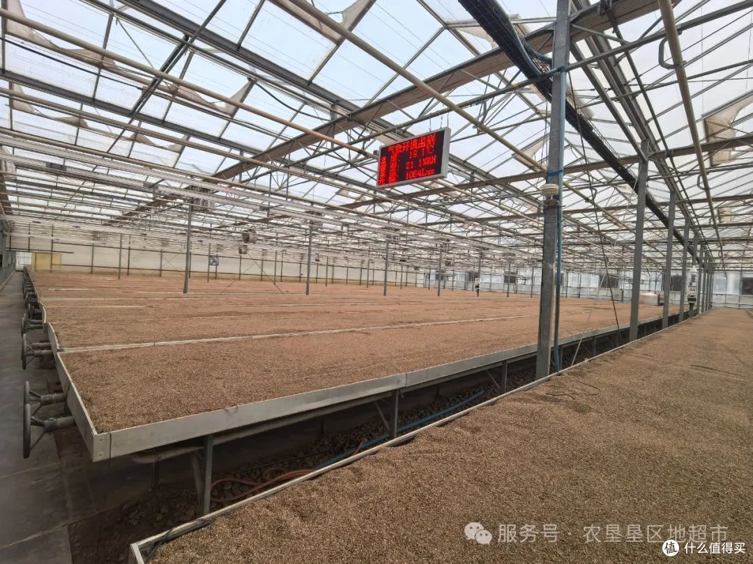 走进甘肃农垦:探秘中国马铃薯产业的“黄金名片”