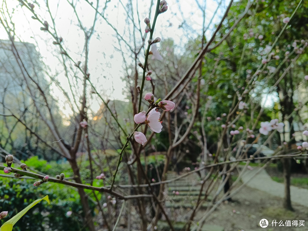 村子里面的桃圃，桃花正盛