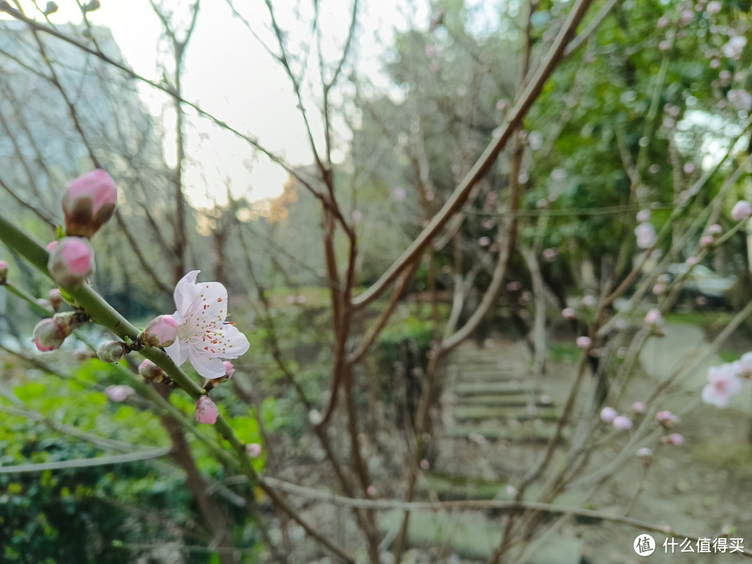 村子里面的桃圃，桃花正盛