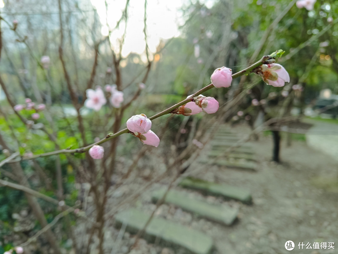 村子里面的桃圃，桃花正盛