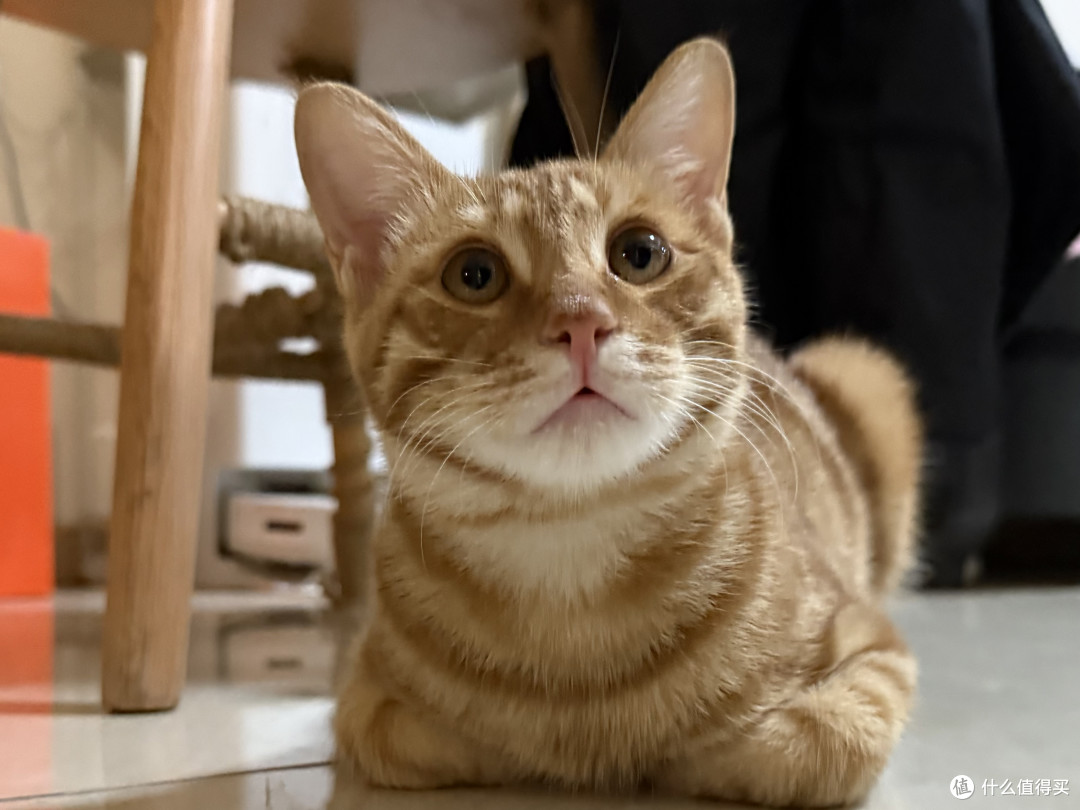 猫毛过敏症状专利IgY抗体,洛卫家是如何有效缓解?