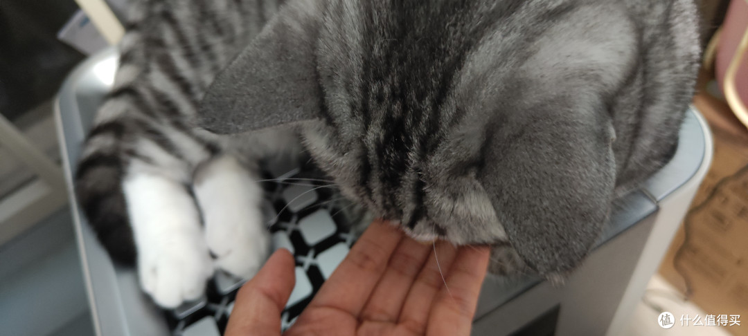 猫毛过敏棘手!洛卫家如何通过全蛋营养片减轻猫毛过敏症状?