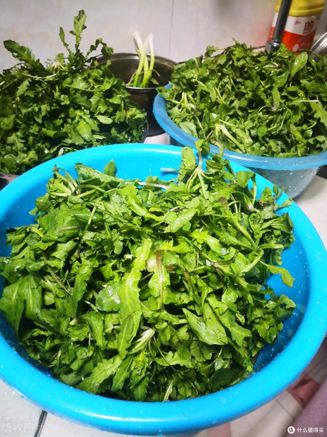 今日春分，老传统要吃一样“春菜”，具体指的什么菜？不懂吃亏了