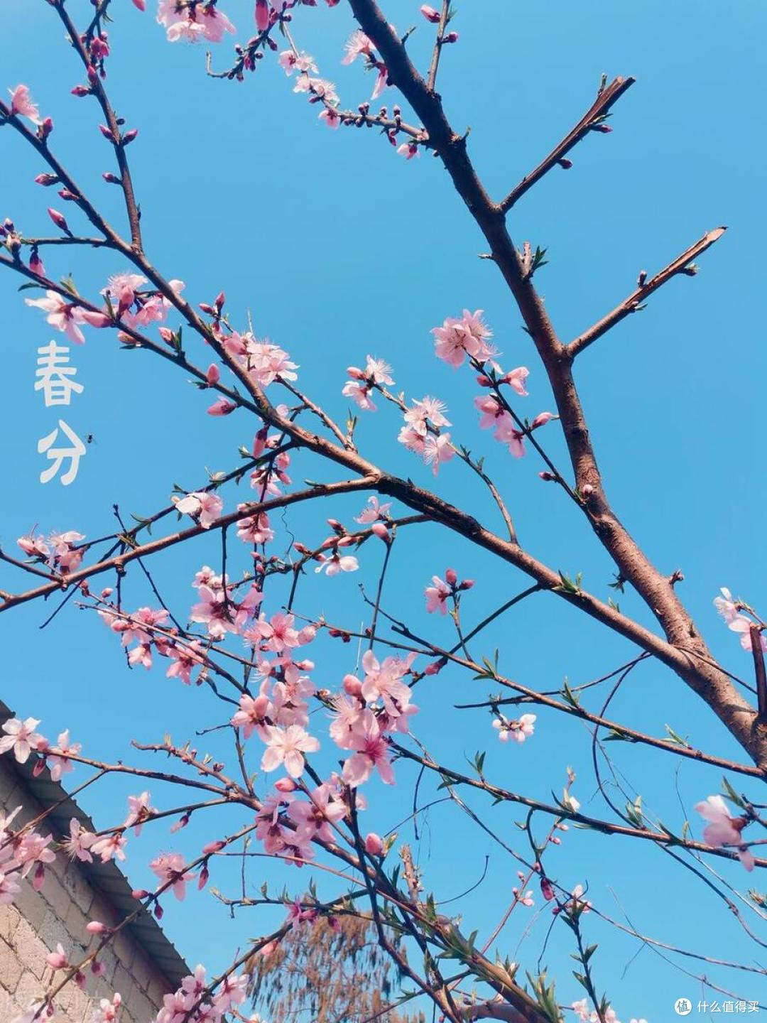 今日春分，老传统要吃一样“春菜”，具体指的什么菜？不懂吃亏了