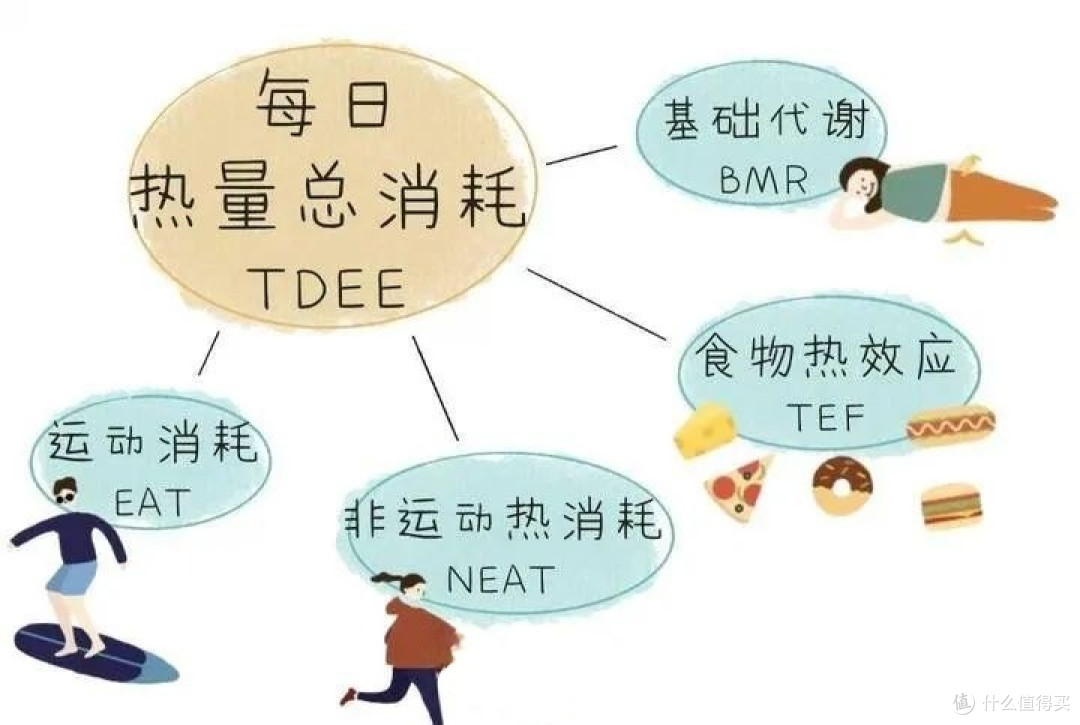 如何从饮食上做到科学减肥?