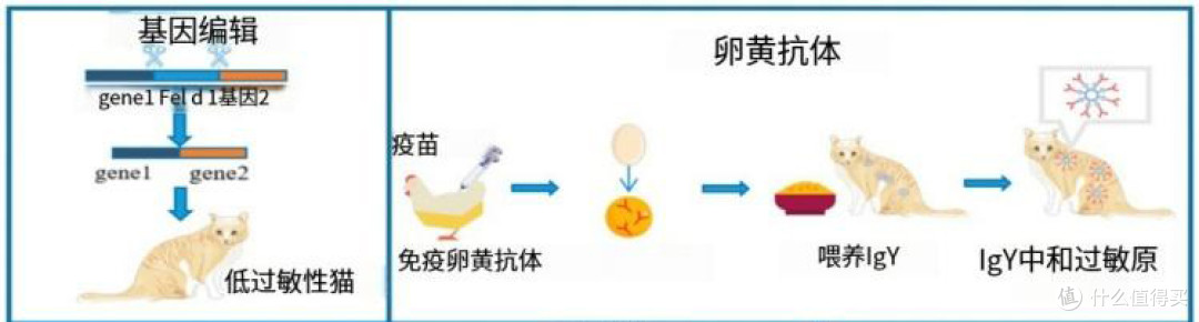 猫毛过敏科研突破!洛卫家专利技术如何用IgY技术为猫咪带来健康