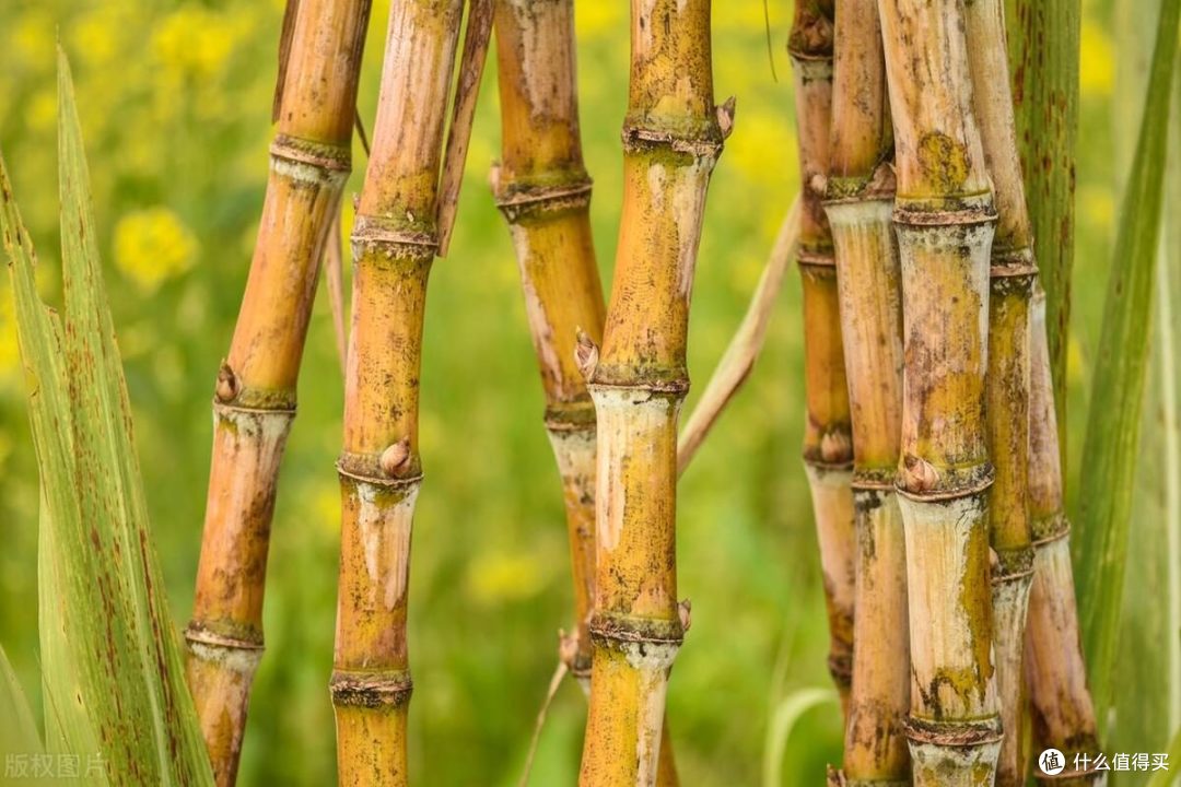 黄色甘蔗与黑色甘蔗的独特魅力与风味比较