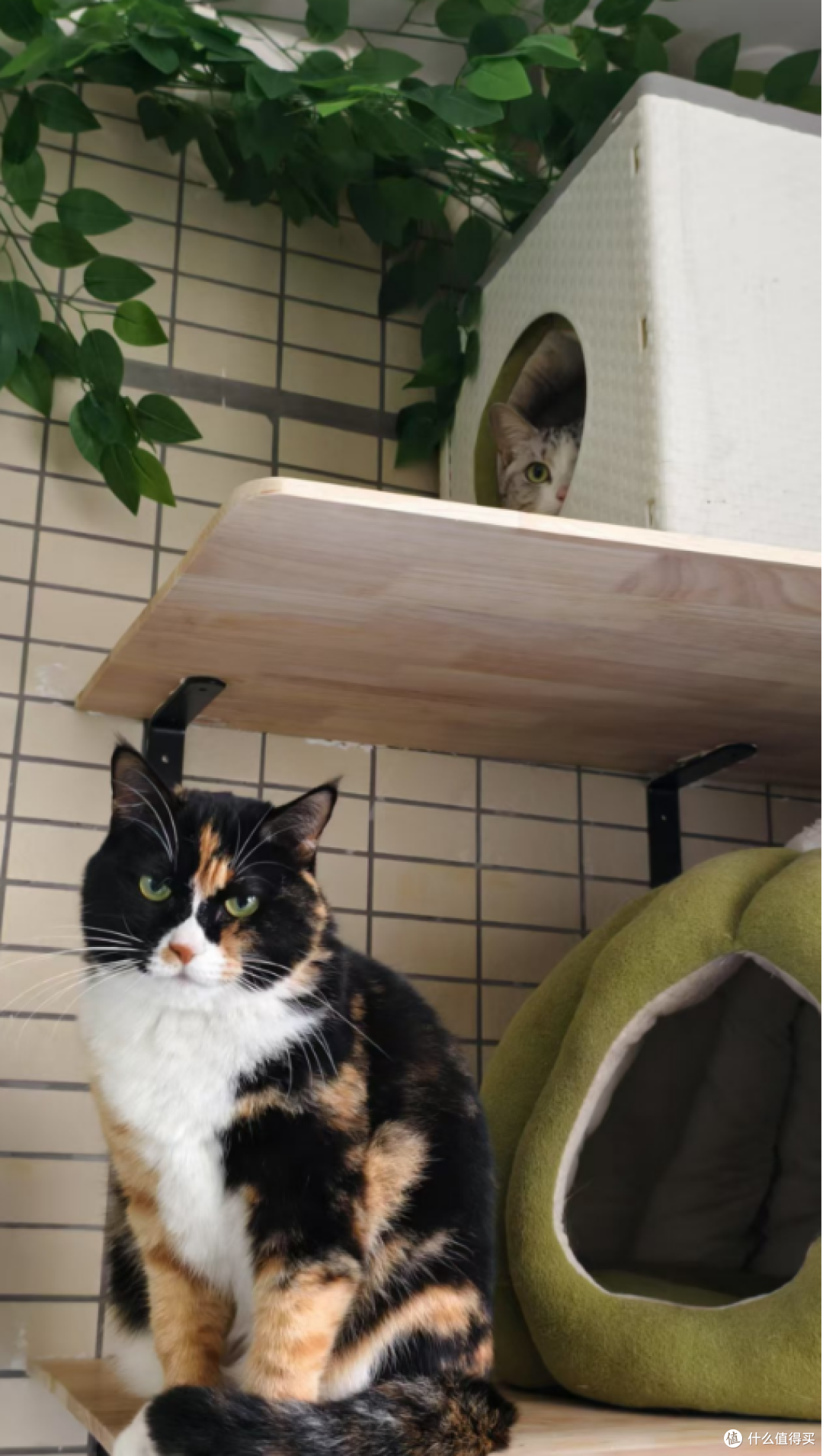 全世界都阻止不了我卖萌！萌新小奶猫“蓝莓”的猫窝猫玩具分享